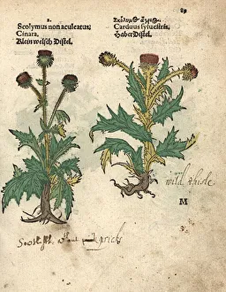 Globe artichoke, Cynara cardunculus var. scolymus Globe artichoke, Cynara cardunculus var. scolymus
