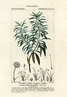 Globe daisy, Globularia salicina