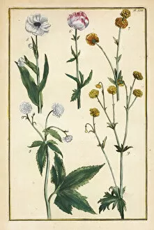 Entomology Gallery: Globe flower and buttercups