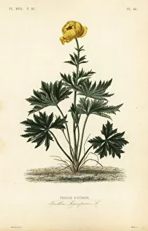 Globeflower, Trollius europaeus