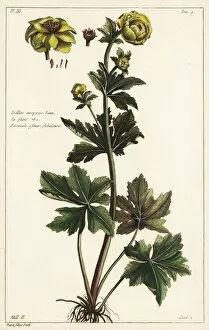 Images Dated 20th April 2020: Globeflower, Trollius europaeus