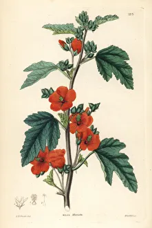 Miniata Collection: Globemallow, Sphaeralcea miniata