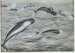 Locomotion Prints: Globicephala melas, long-finned pilot whale