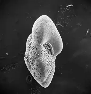 Fossil Prints: Globorotalia scitula, foraminifera fossil