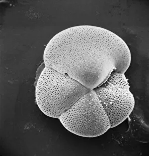 Rhizaria Collection: Globorotalia scitula, foraminifera fossil