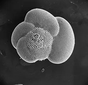Globorotalia scitula, foraminifera fossil
