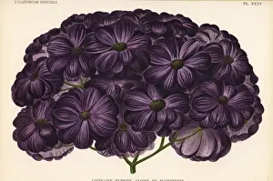 Gloire de Moortebeek, Pericallis cruenta hybrid