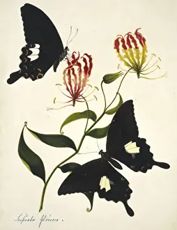 Natural History Museum Prints: Gloriosa superba, flame lily