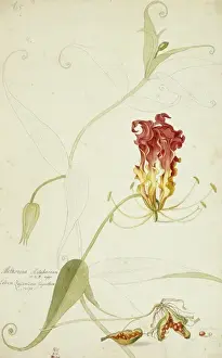 Ehret Prints: Gloriosa superba, gloriosa lily