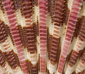Bivalve Collection: Gloripallium pallium, glory scallop