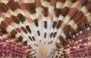 Gloripallium pallium, glory scallop
