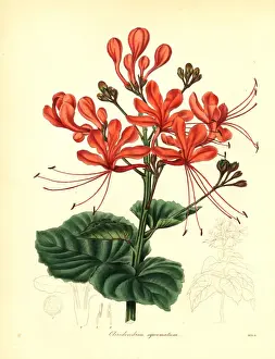 Scaly Prints: Glory bower, Clerodendrum japonicum