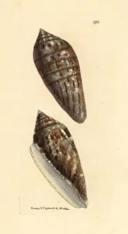 Cone Prints: Glory of the Seas cone, Conus gloriamaris