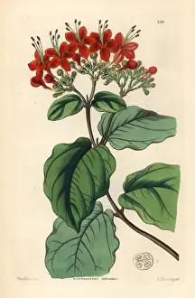 Splendid Prints: Glory tree, Clerodendrum splendens