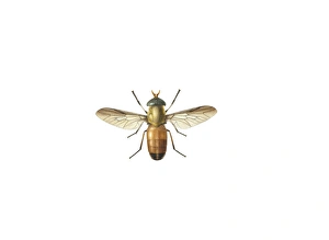 Women Artists Collection: Glossina morsitans morsitans, savanna tsetse fly