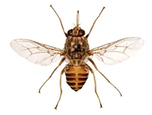 Hexapoda Prints: Glossina morsitans morsitans, savanna tsetse fly