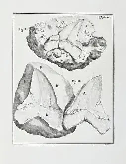 1670 Prints: Glossopetra (Tongue stone)