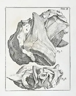1670 Prints: Glossopetrae (Tongue stones)
