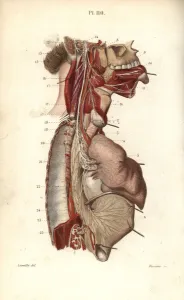 Leveille Prints: Glossopharyngeal nerve