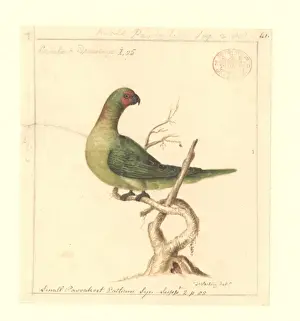 Watling Prints: Glossopsitta pusilla, little lorikeet