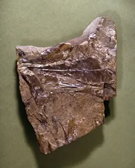 Polypodiophyta Prints: Glossopteris, fossil plant