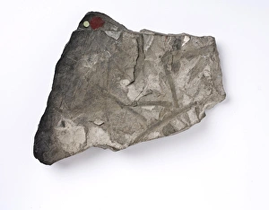 Images Dated 11th October 2010: Glossopteris indica, Antarctic fossil leaf