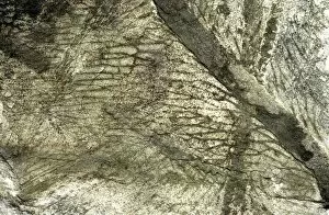 Terra Gallery: Glossopteris indica, Antarctic fossil leaf