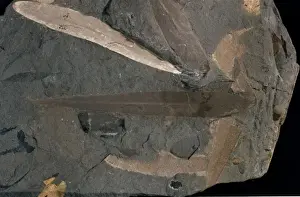 Deciduous Prints: Glossopteris linearis, fossil leaves