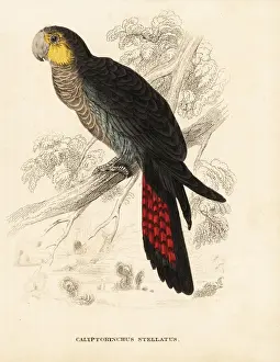 Lear Prints: Glossy black cockatoo, Calyptorhynchus lathami