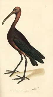 Tantalus Prints: Glossy ibis, Plegadis falcinellus