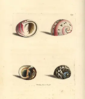 Snail Prints: Glossy nerite and feathered nerite sea snails