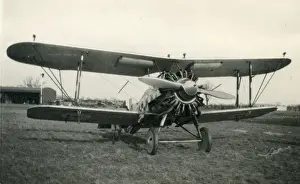 Gloster Prints: Gloster Gamecock