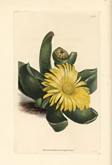 Succulent Prints: Glottiphyllum linguiforme