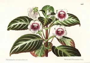 Gloxinella lindeniana
