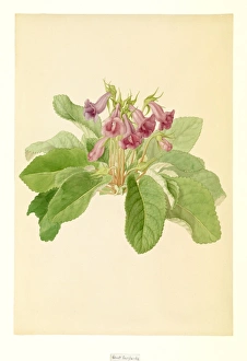 Images Dated 14th December 2015: Gloxinia perennis