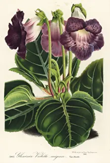 Gloxinia variety, violette neigeuse, Sinningia speciosa