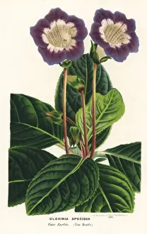 Speciosa Prints: Gloxinia variety, Voie lactee, Sinningia speciosa