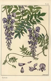 Andtheirapplicationtoornament Collection: Glycine botanical study
