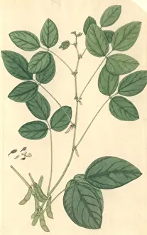 Fabaceae Prints: Glycine max, soybean