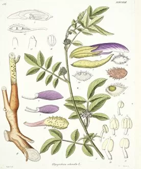 Glycyrrhiza echinata, liquorice