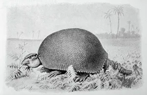 Metres Collection: Glyptodon Asper