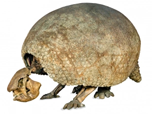 Dasypodidae Gallery: Glyptodon claipes