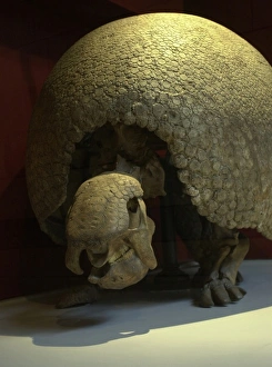 Dasypodidae Gallery: Glyptodon clavipes, giant armadillo
