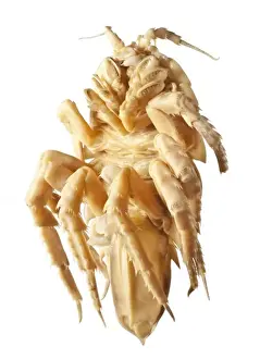 Glyptonotus antarcticus