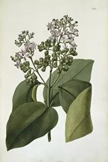 Labiatae Collection: Gmelina macrophylla