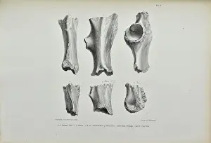 Flints Prints: Gnawed bones of Rhinoceros found in Kent's Cavern