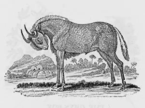 Gnu (Bewick)