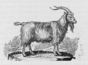 Capra Gallery: Goat (Bewick)