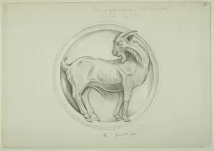 Capra Collection: Goat design