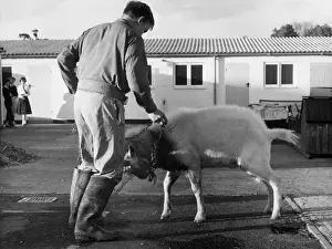 Goat / Harefield School